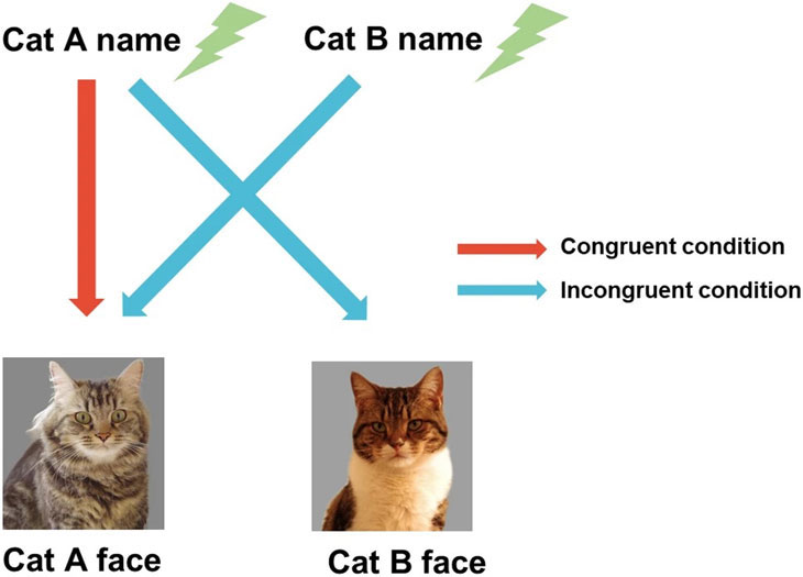 Selon une étude, les chats connaissent le nom de leurs propriétaires et de  leur congénères