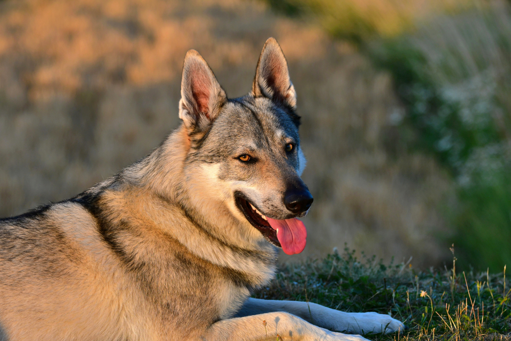 Top 10 des races de chiens les plus interdites dans le monde