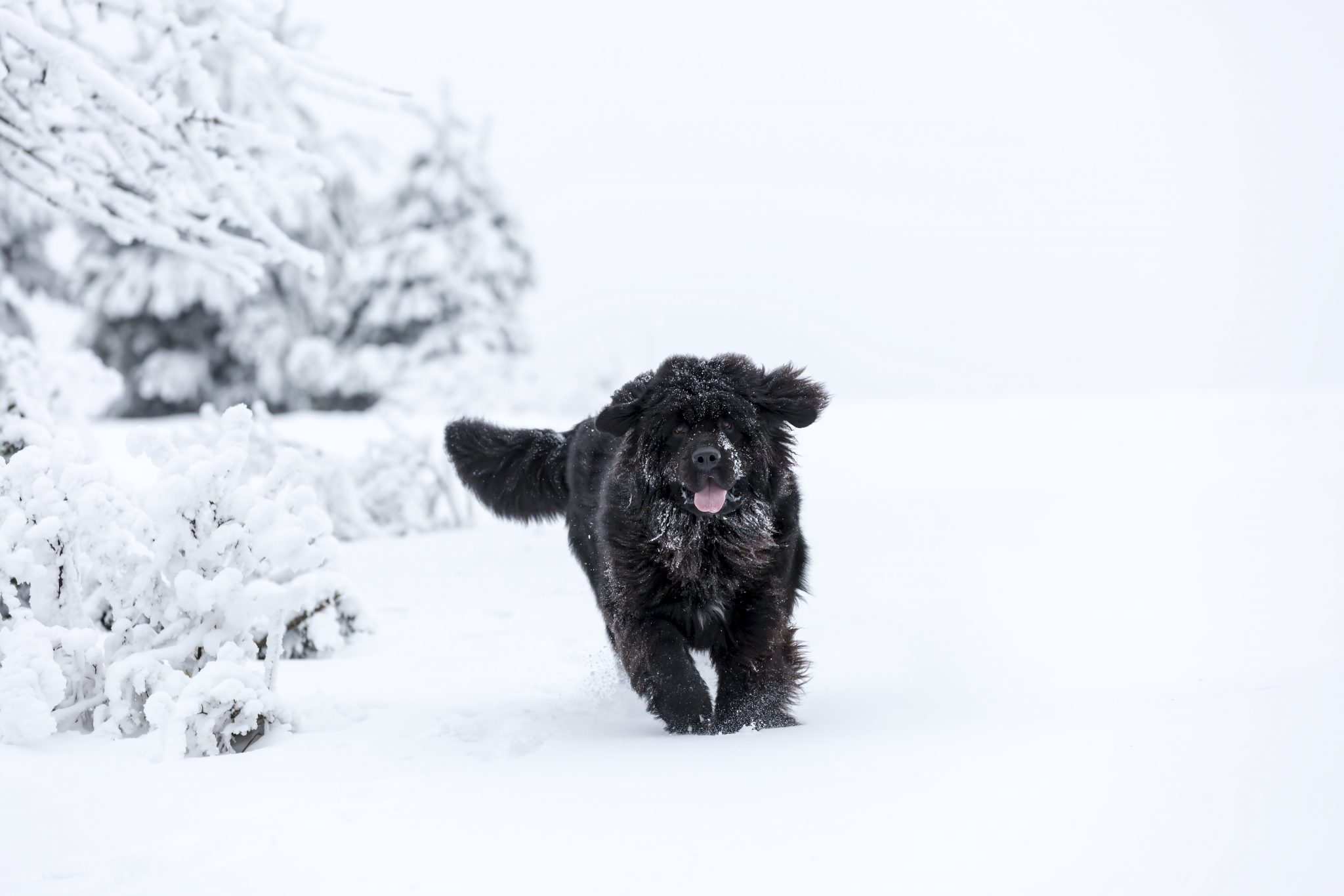 11 races de chiens qui adorent la neige et le froid — free download
