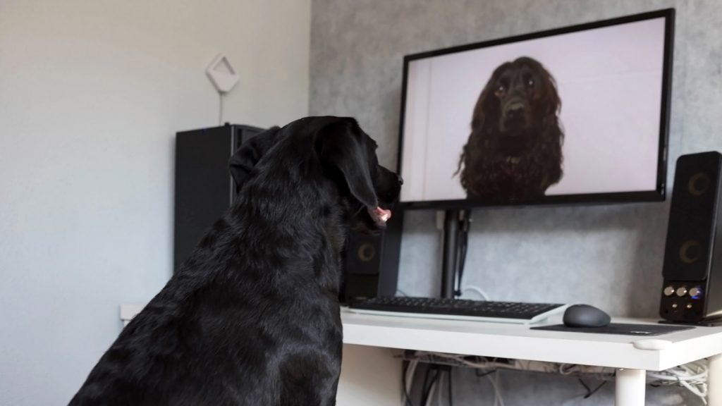 chien devant un ordinateur