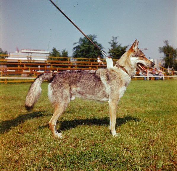 un chien-loup de Tchécoslovaquie