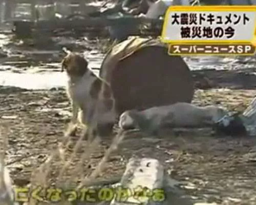 chiens rescapés tsunami
