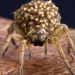 araignee
