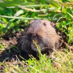 gaufre-poche-rongeur