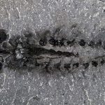 fossile-arthropode-cambrien