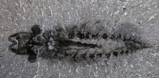 fossile-arthropode-cambrien