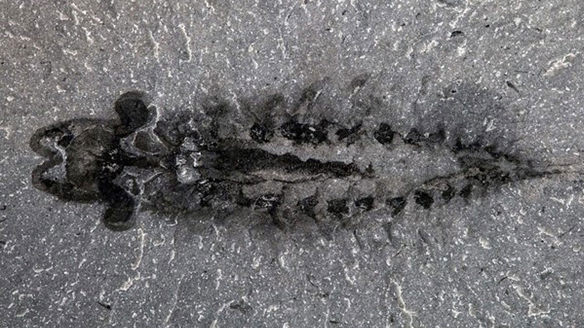 fossile-arthropode-cambrien