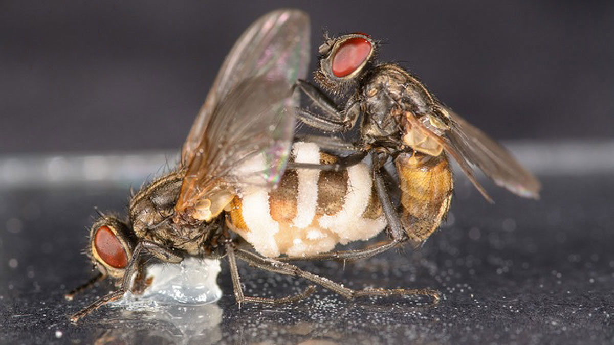 Entomophtora, le champignon tueur de mouches – Nature Yvelines