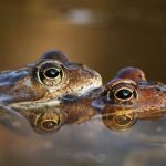 grenouille-accouplement