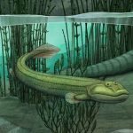 Qikiqtania-wakei-tetrapode