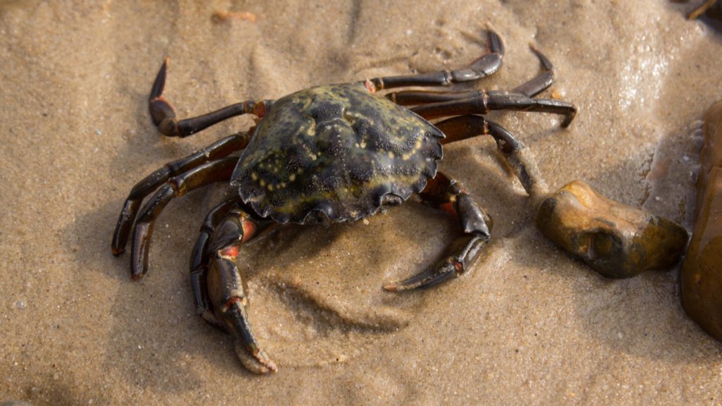 crabes invasifs