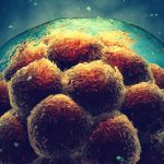 embryons-cellules-souches