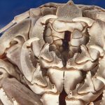 isopode-geant-crustace