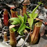 sarracenie-plante-carnivore