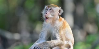 singe-macaque