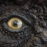 oeil-t-rex