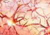 neurones-alzheimer