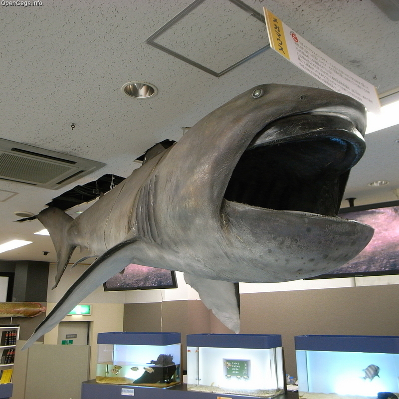 requin-grande-gueule
