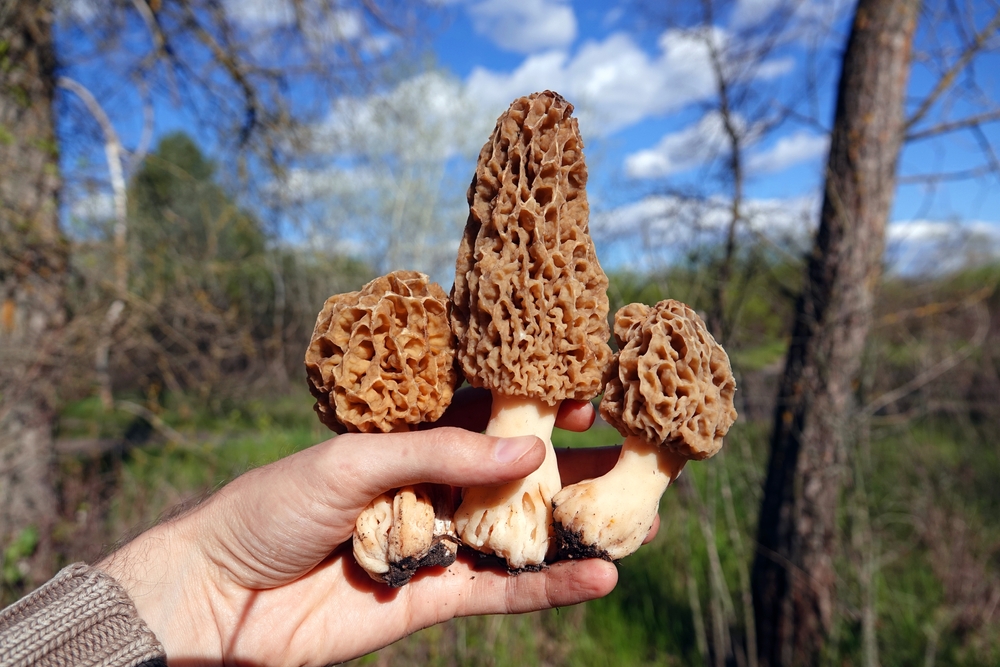 morilles