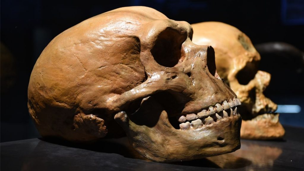 brain-neanderthal-man