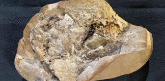 fossile-coeur