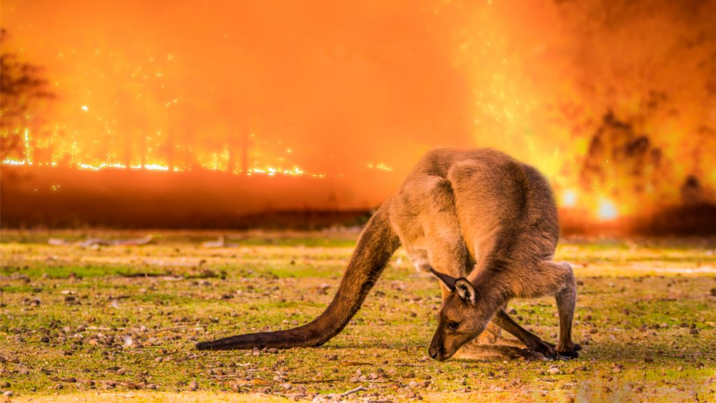Incendie Australie