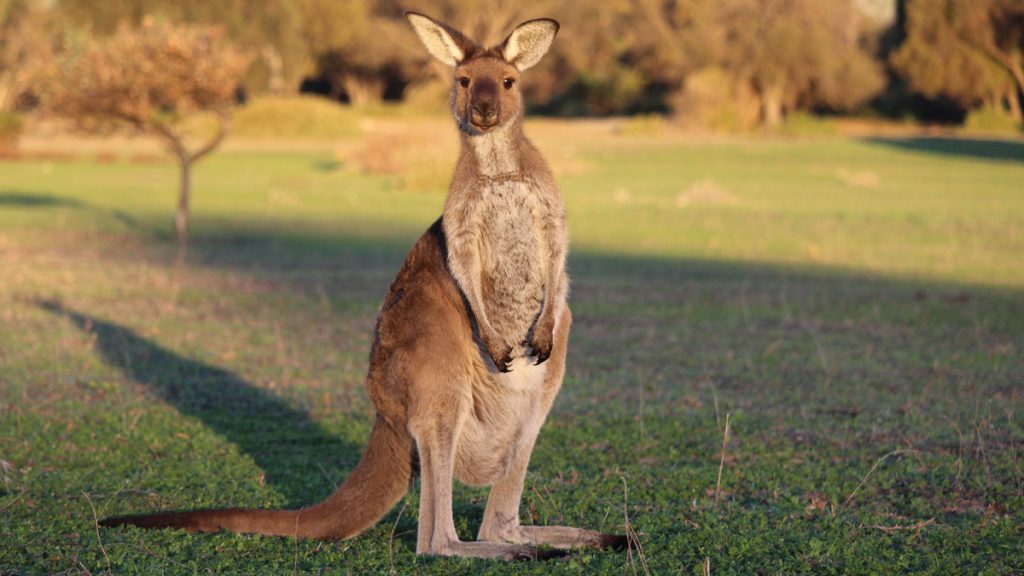 kangarou