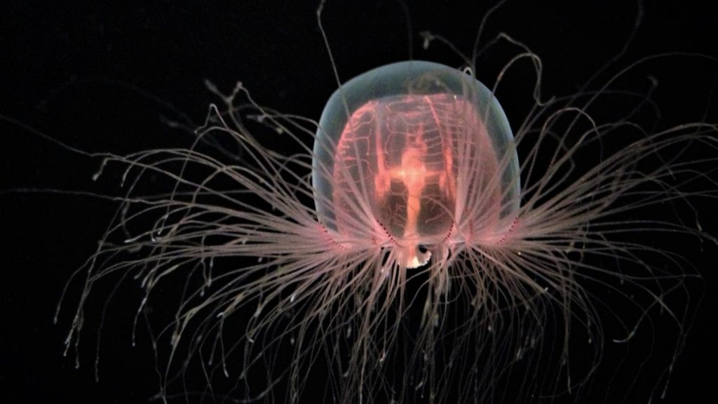meduse-immortalite