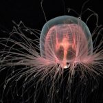 meduse-immortalite