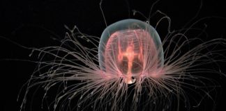 meduse-immortalite