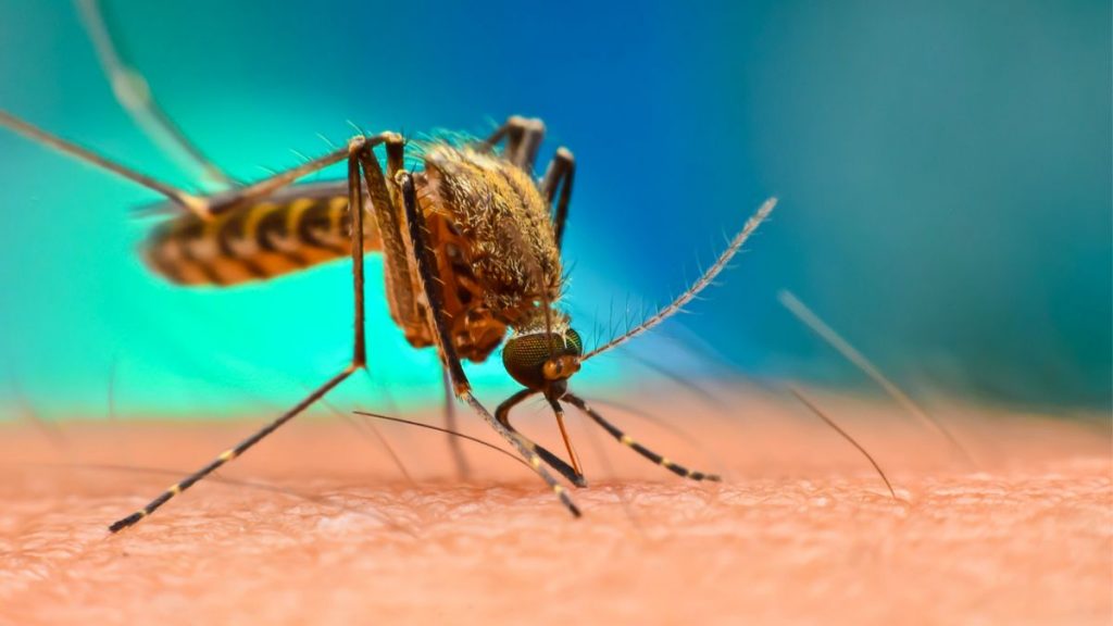 moustique-paludisme