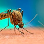 moustique-paludisme