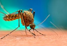 moustique-paludisme