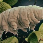 tardigrade