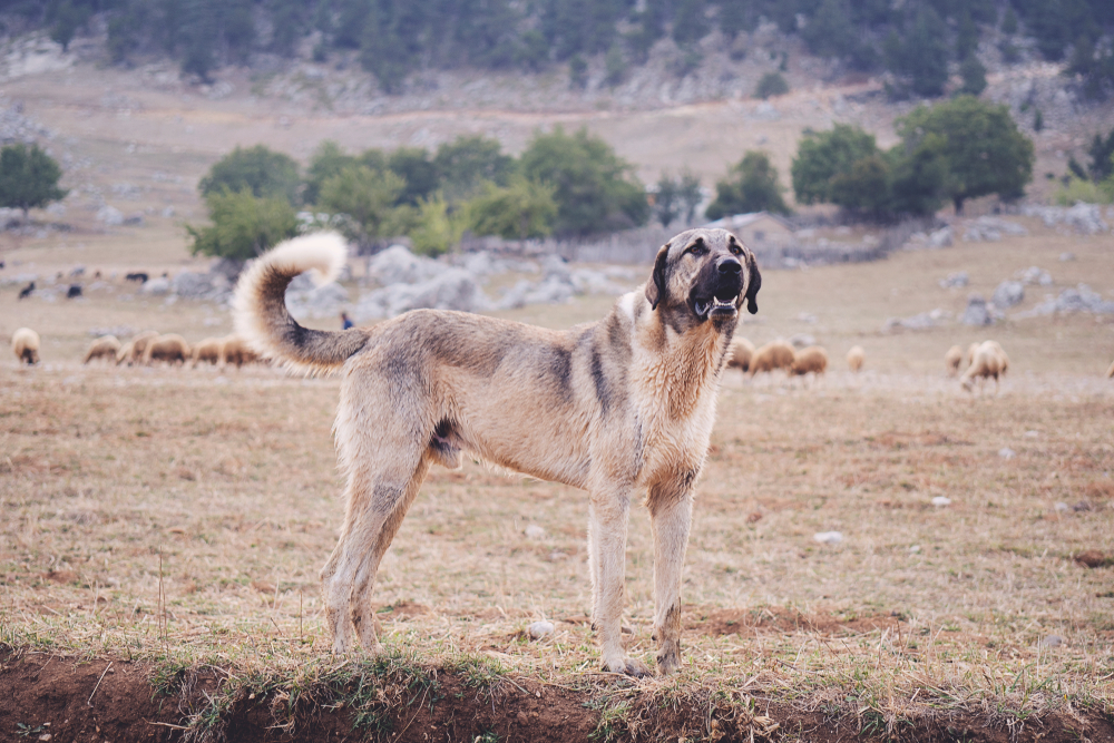 Kangal