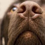 chien-truffe-odorat