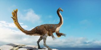 ornithomimosaure-dinosaure