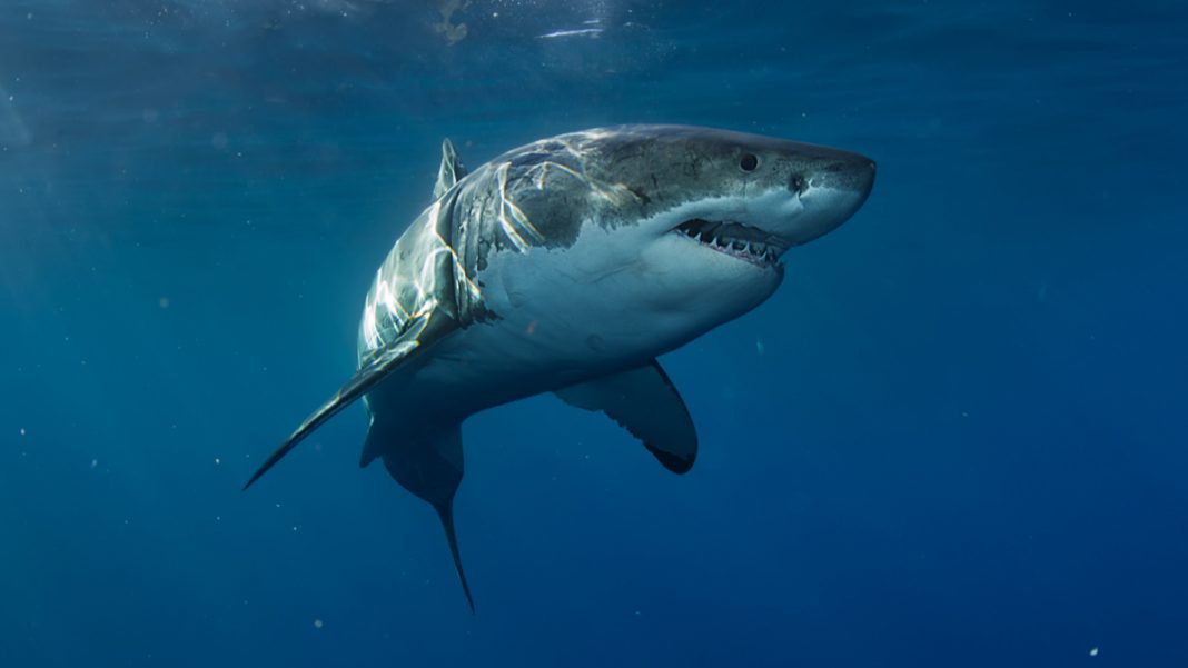 un-grand-requin-blanc-de-5-m-tres-aper-u-en-m-diterran-e