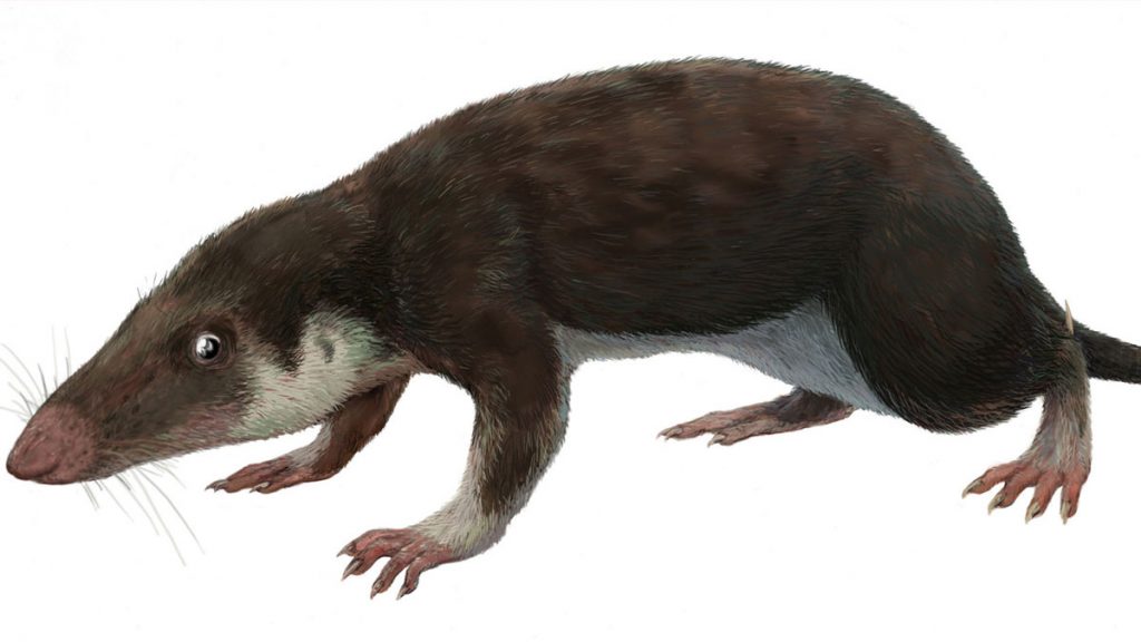 mammifere-morganucodon