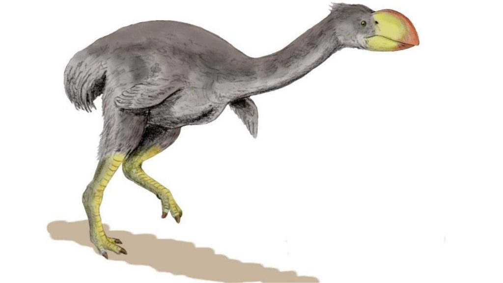 Dromornis  oiseau géant