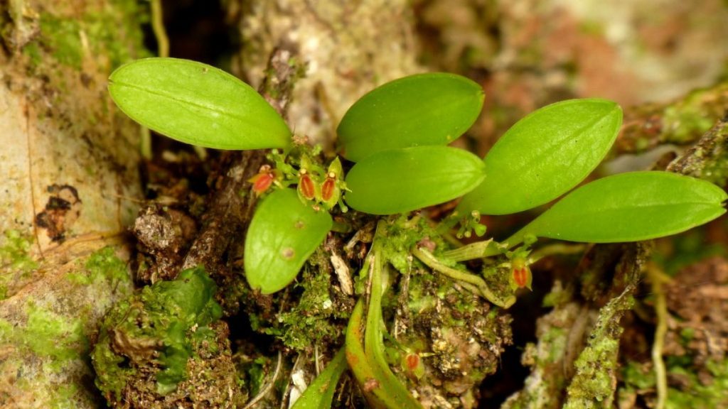 orchidée Pérou