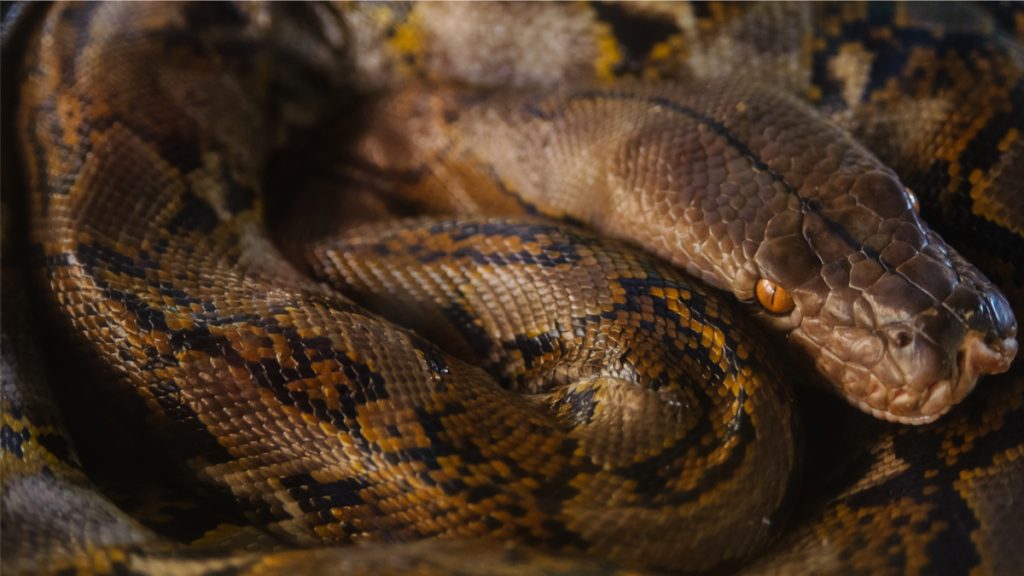 python Indonésie