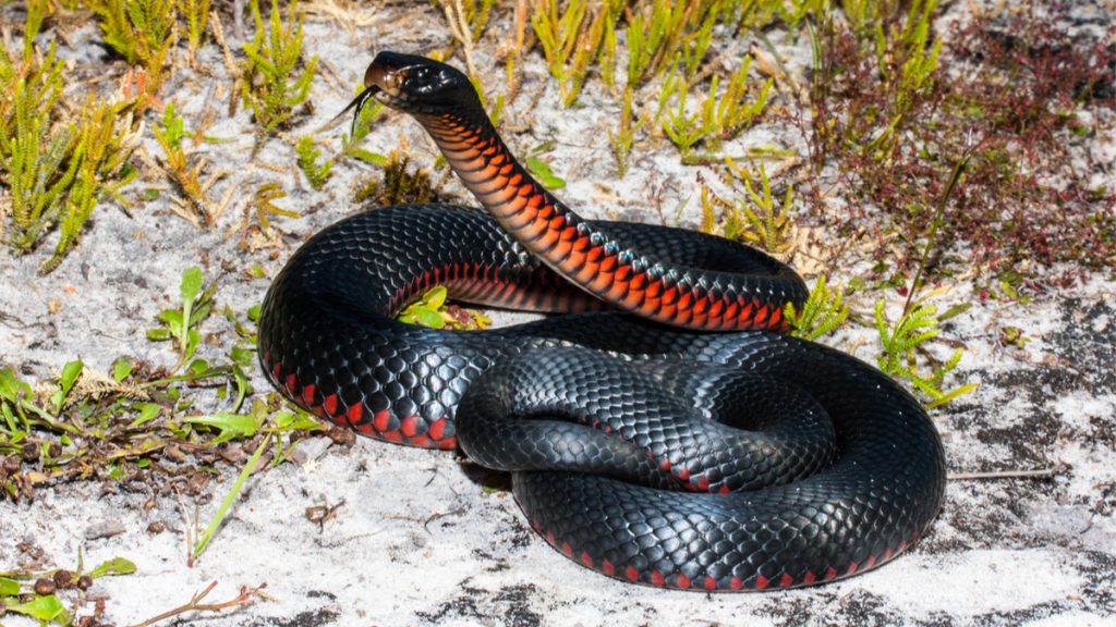 serpent noir à ventre rouge