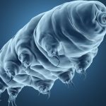 tardigrade