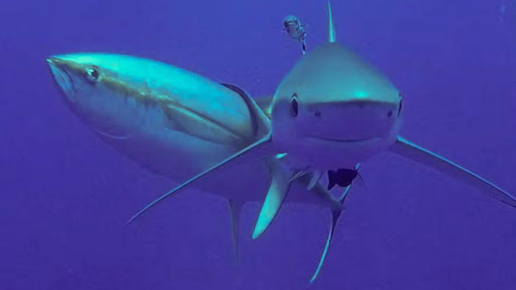 requin-thon