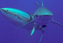 requin-thon