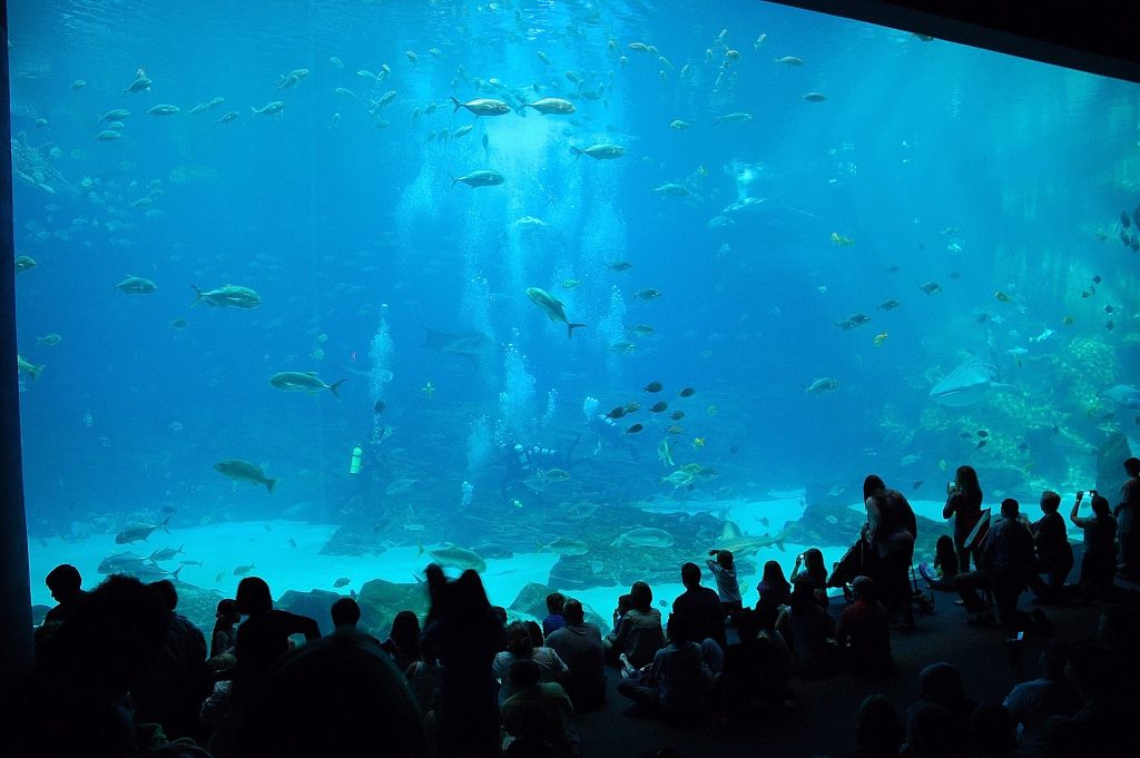 Aquarium Géorgie