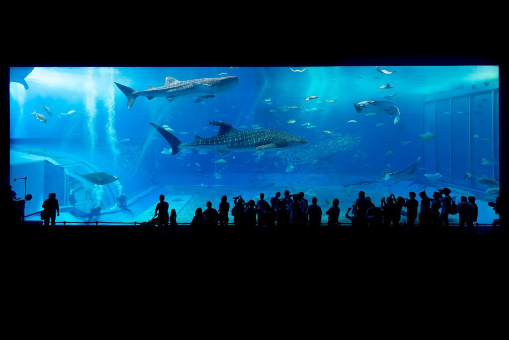 Aquarium Japon