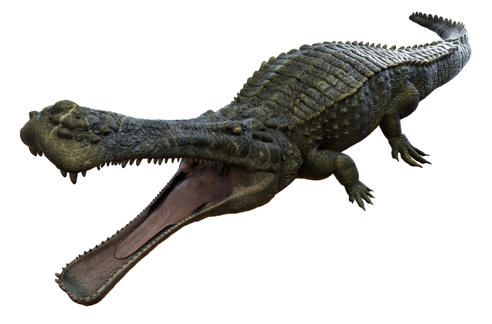 Ancêtre crocodile