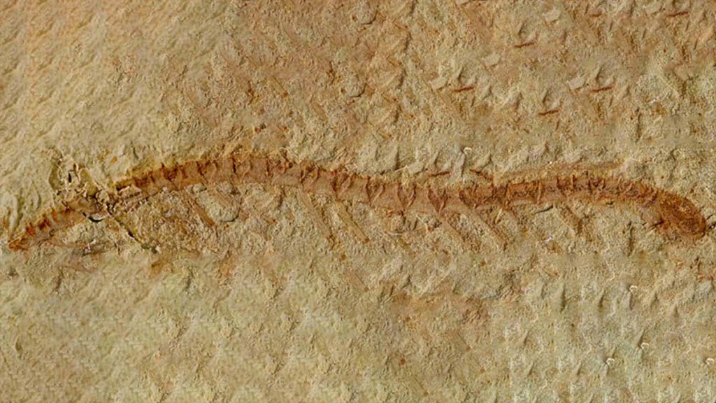 Fossile Cardiodictyon catenulum